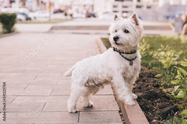 Obraz West Highland Terrier for a walk in the city