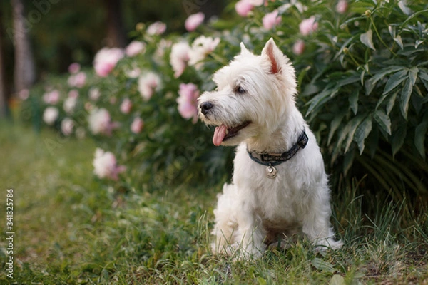 Obraz west highland white terrier