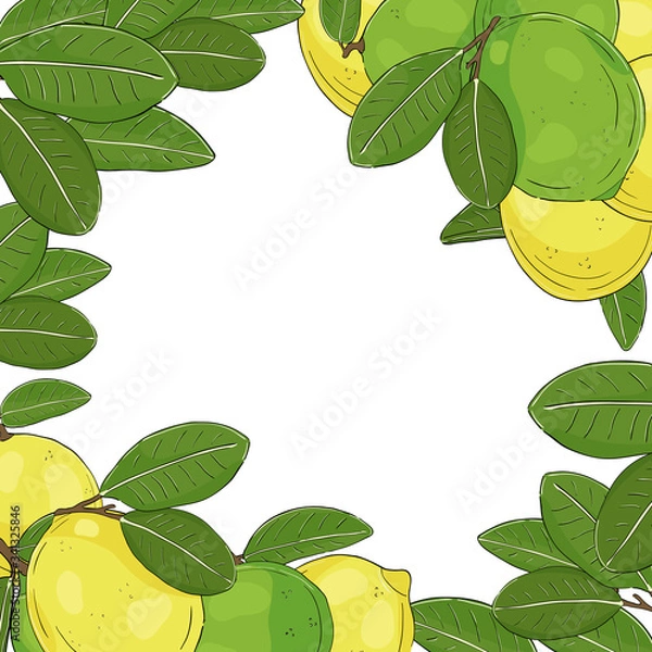 Obraz Citrus frame white