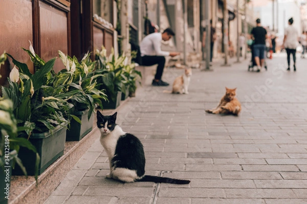 Obraz cats on the tourist street of Istanbul