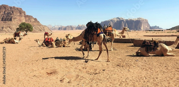 Obraz Camel in the desert.