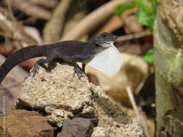 Obraz Lizard Cuba