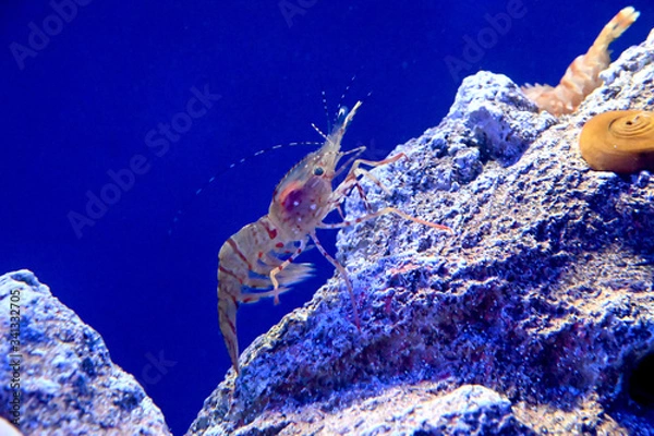 Obraz 岩の上を忍び足で歩くイバラモエビ