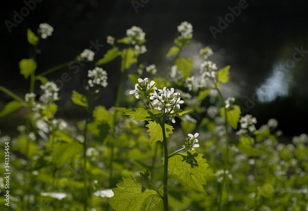 Fototapeta forgotten flowers
