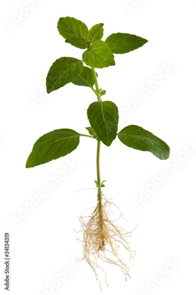 Obraz Gartenbasilikum mit Wurzeln