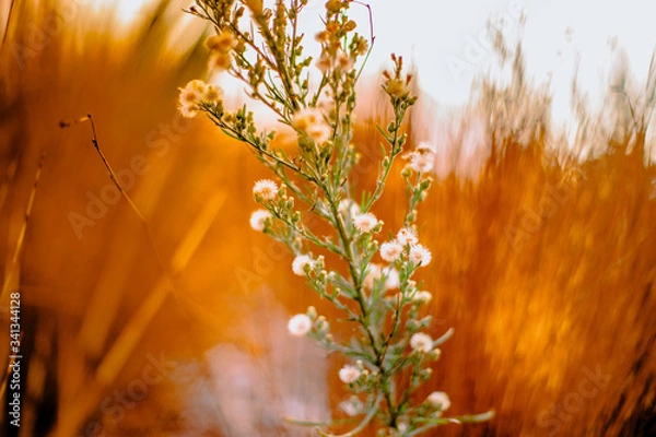 Obraz dried grass on sunset sky background