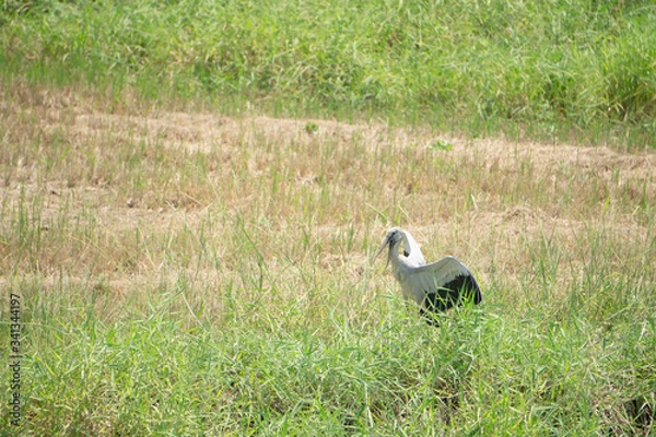 Obraz The black gray bird spread its wings in the field.