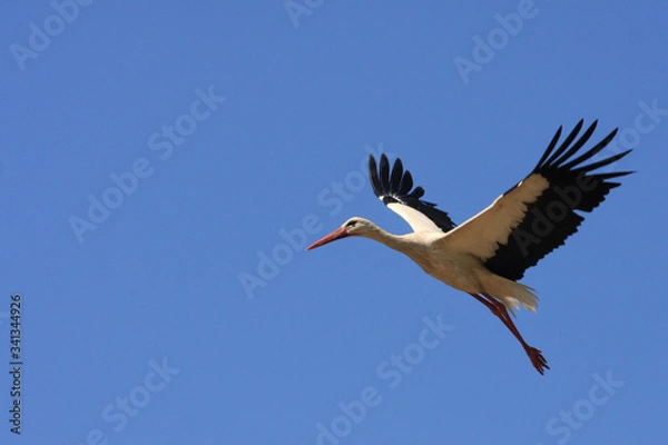Obraz Flying single white Stork during the spring nesting period.