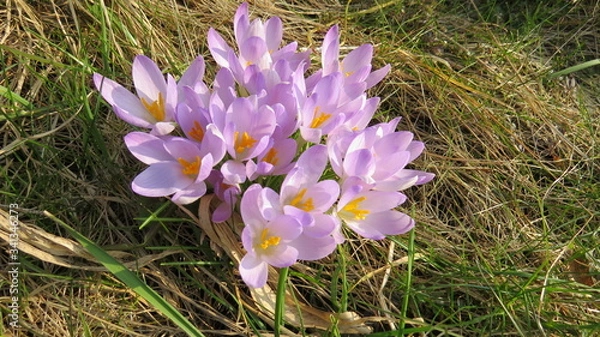 Obraz Crocus