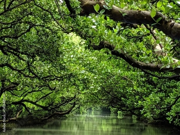 Obraz 台湾のマングローブ1