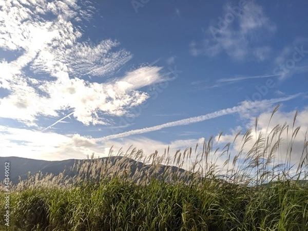 Obraz 箱根のススキ3