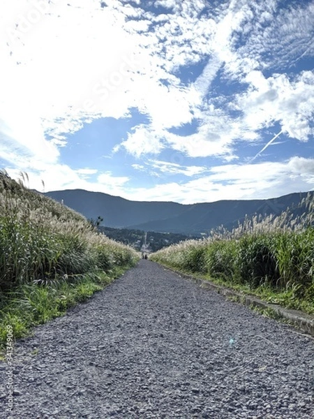 Obraz 箱根のススキ2