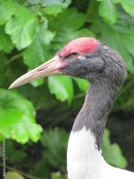 Obraz Black-necked crane