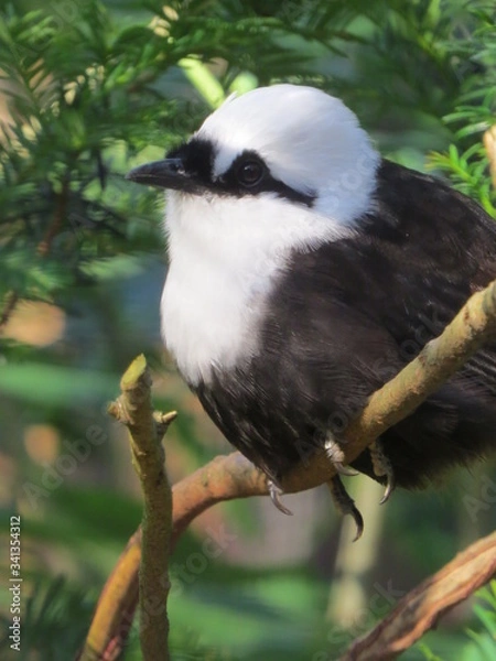 Obraz Black and White Harling