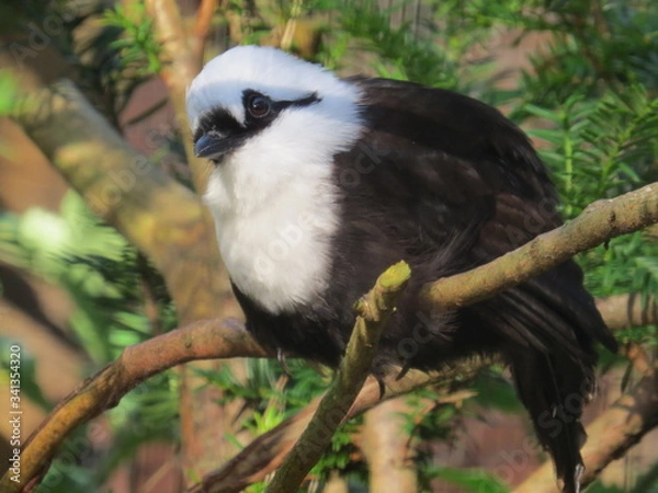 Obraz Black and White Harling