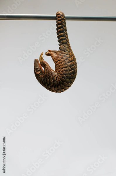 Obraz The scaly anteater: the pangolin