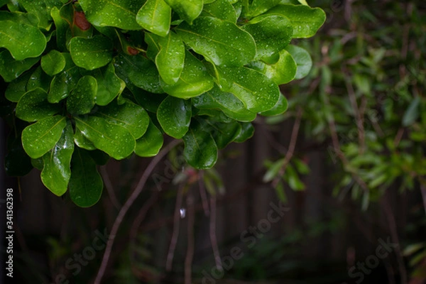 Obraz Leaf water droplet