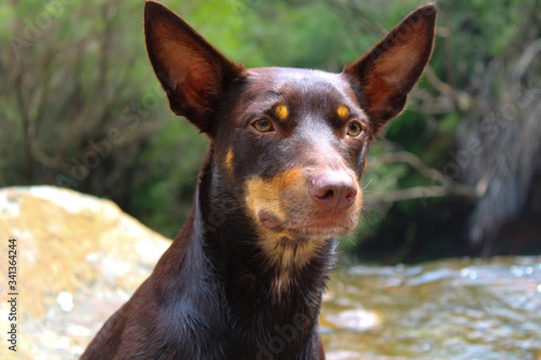 Obraz Kelpie