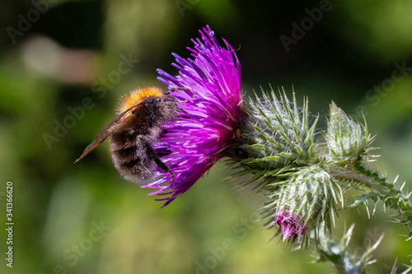 Fototapeta A close up of a bee on a flower