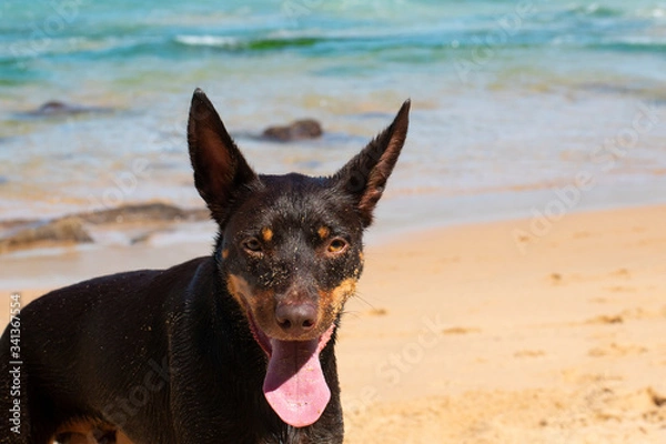Obraz dog on the beach