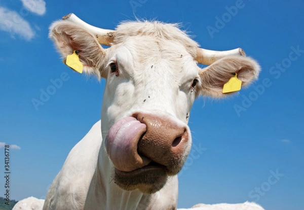 Obraz Lustige Kuh