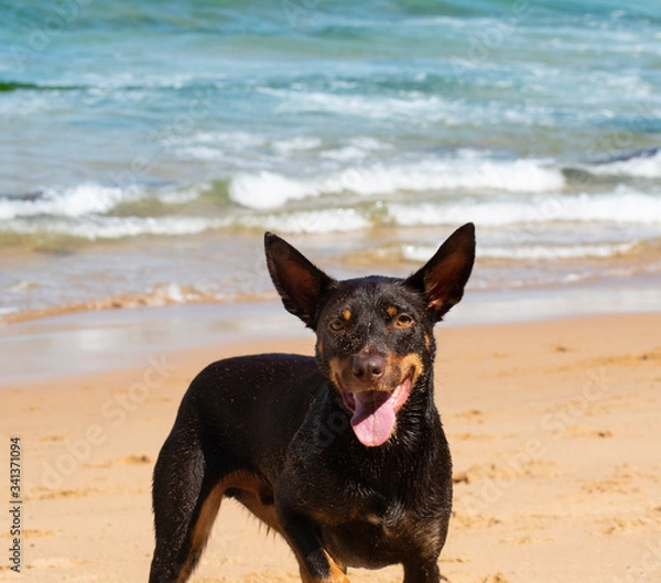 Obraz dog on the beach