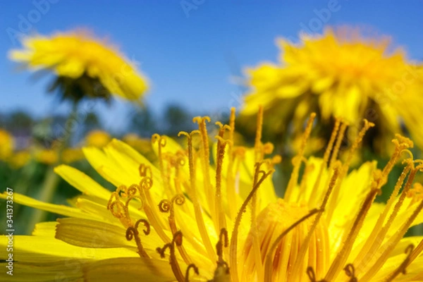 Obraz Yellow dandelions on blue sky background.
