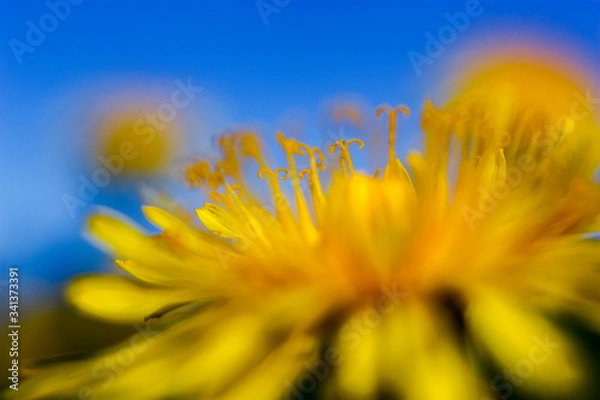 Obraz Yellow dandelions on blue sky background.