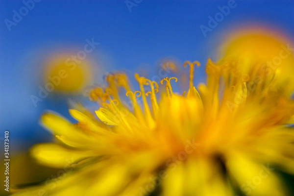Obraz Yellow dandelions on blue sky background.