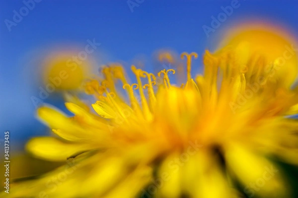 Obraz Yellow dandelions on blue sky background.