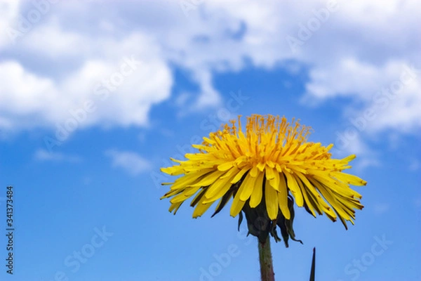 Obraz Yellow dandelions on blue sky background.