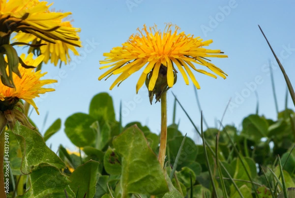 Obraz Yellow dandelions on blue sky background.