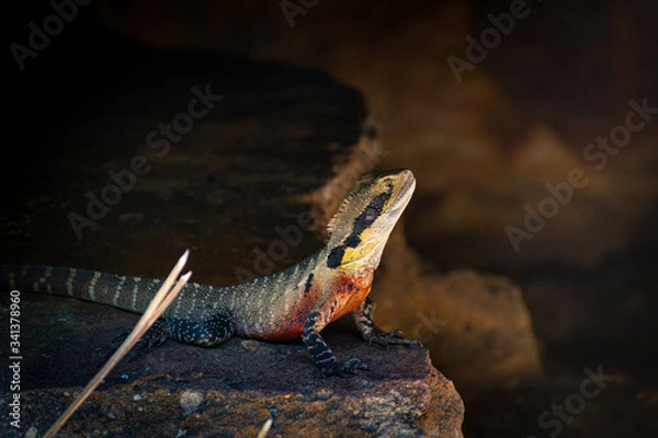 Obraz lizard on a rock