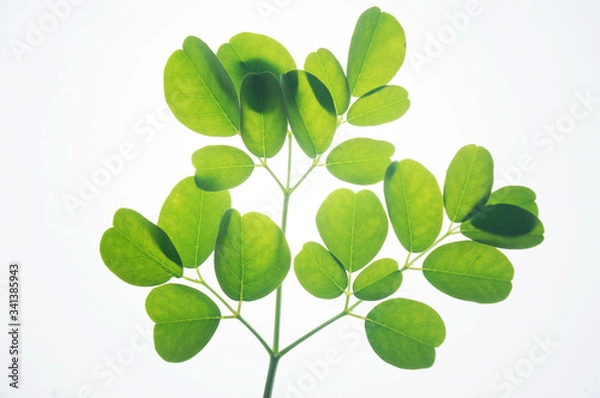 Fototapeta Moringa leaves isolated on white background       