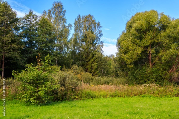 Fototapeta View of a mixed deciduous and coniferous forest in Russia. Summer landscape