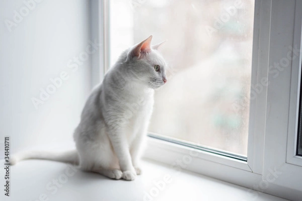 Obraz white cat stay at home alone isolation