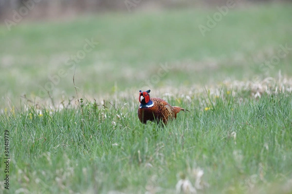 Fototapeta Common pheasant walking on the grass in sunny springtime 