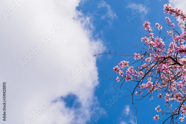 Fototapeta Flowering tree on a background of blue clear sky. View from below. Beautiful pink flowers in the corner of the composition. Sunny. Street, park, city. Israel. Horizontal view. Copy space.