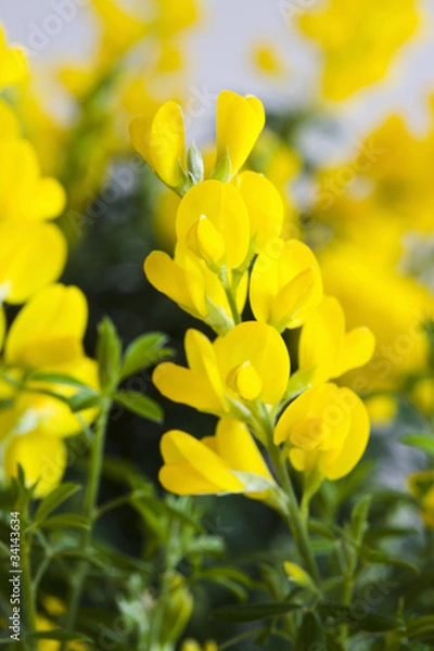 Obraz エニシダの花