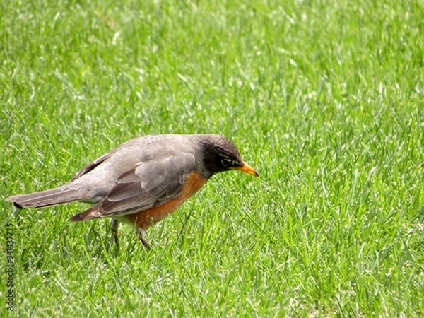 Obraz bird on the grass