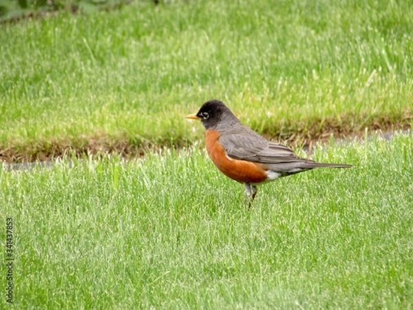 Obraz robin on the grass