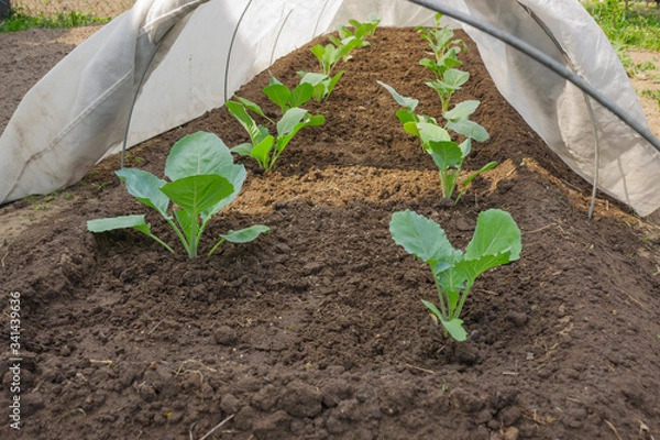 Fototapeta Cabbage under cover with warm material. Spring frost protection