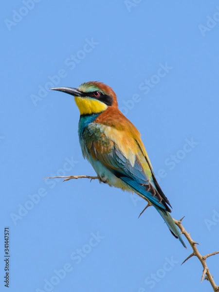 Obraz bee eater perched on a branch