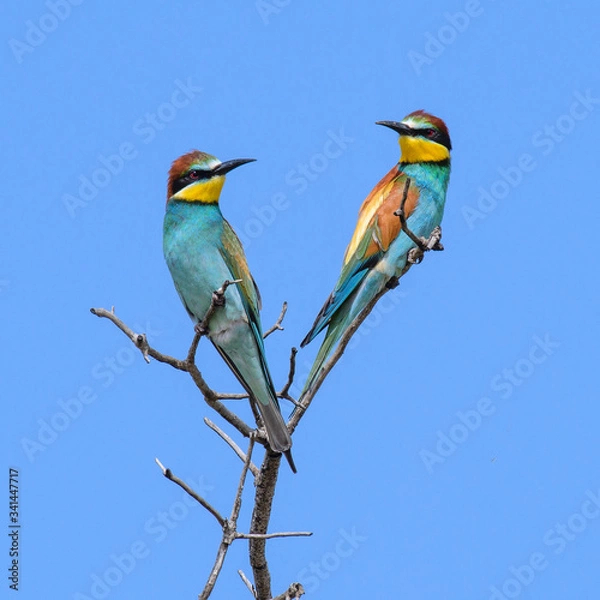 Obraz bee eater perched on a branch