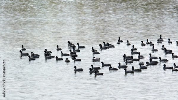 Obraz ducks on the river