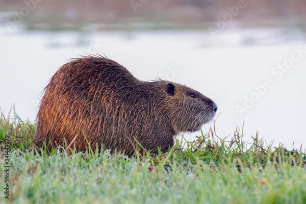 Obraz marmot in the grass