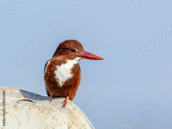 Obraz red billed kingfisher