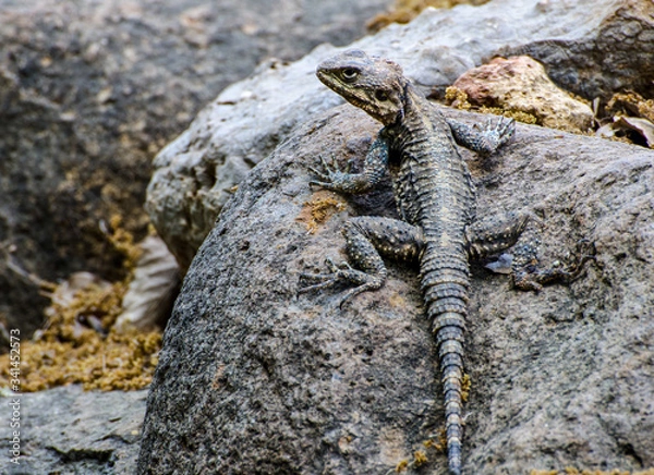 Obraz lizard on the rock