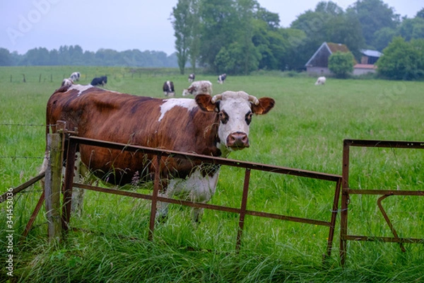 Obraz cows in a meadow