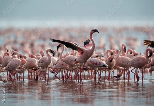 Obraz Lesser Flamingo flapping its wings